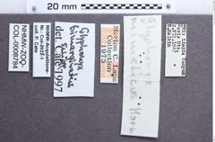 Etiketten zu Glyphonyx bimarginatus (NHMW-ZOO-COL-0008784)